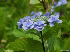 昭和記念公園・紫陽花10