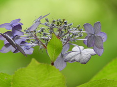 豊島園・紫陽花4