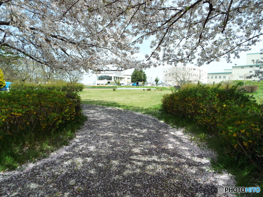 桜3