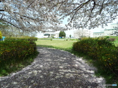 桜3
