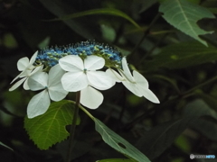 東京都薬用植物園・紫陽花12