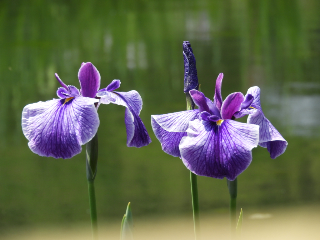 北山公園・菖蒲苑18