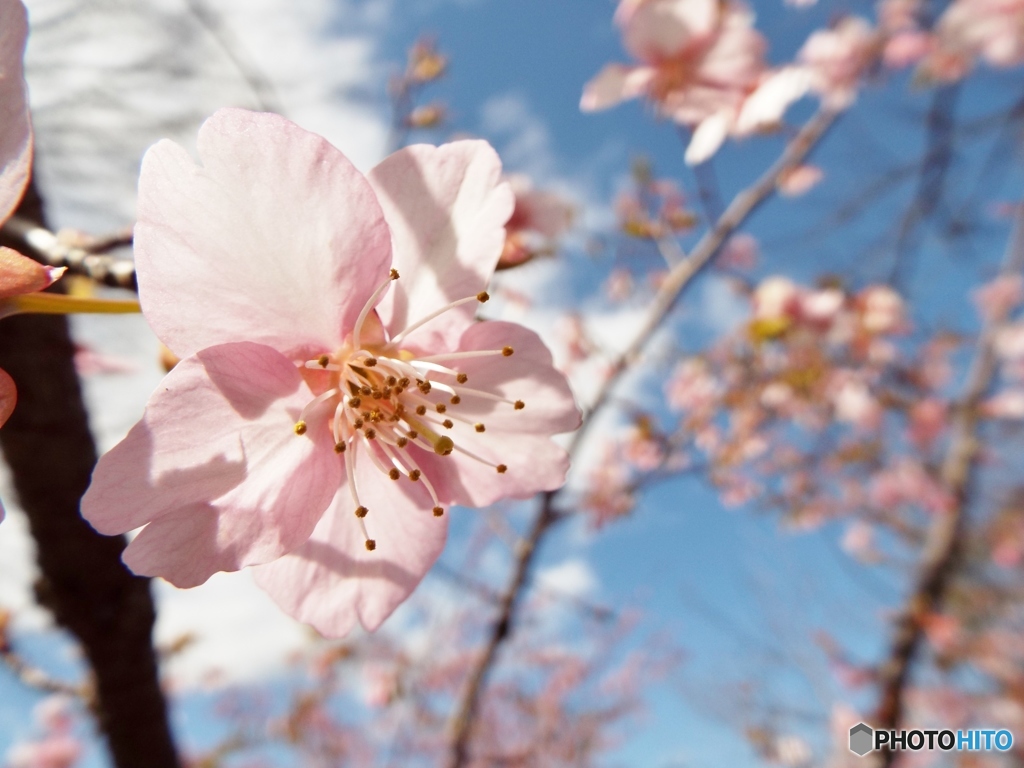 河津桜20