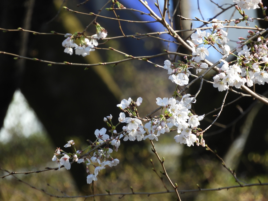桜1