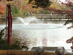 井の頭恩賜公園13