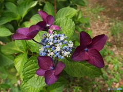 昭和記念公園・紫陽花7