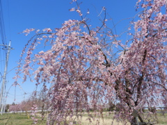 枝垂れ桜2