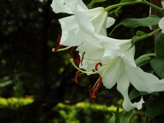 DSCF0081