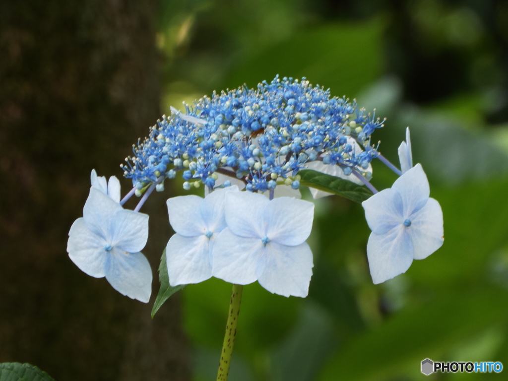 日本庭園の紫陽花4