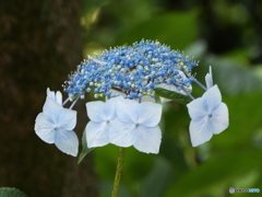 日本庭園の紫陽花4