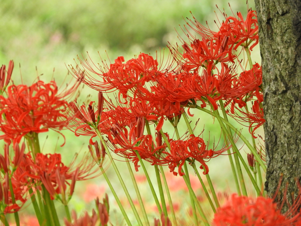 曼珠沙華7