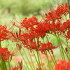 曼珠沙華7