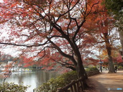 井の頭恩賜公園2