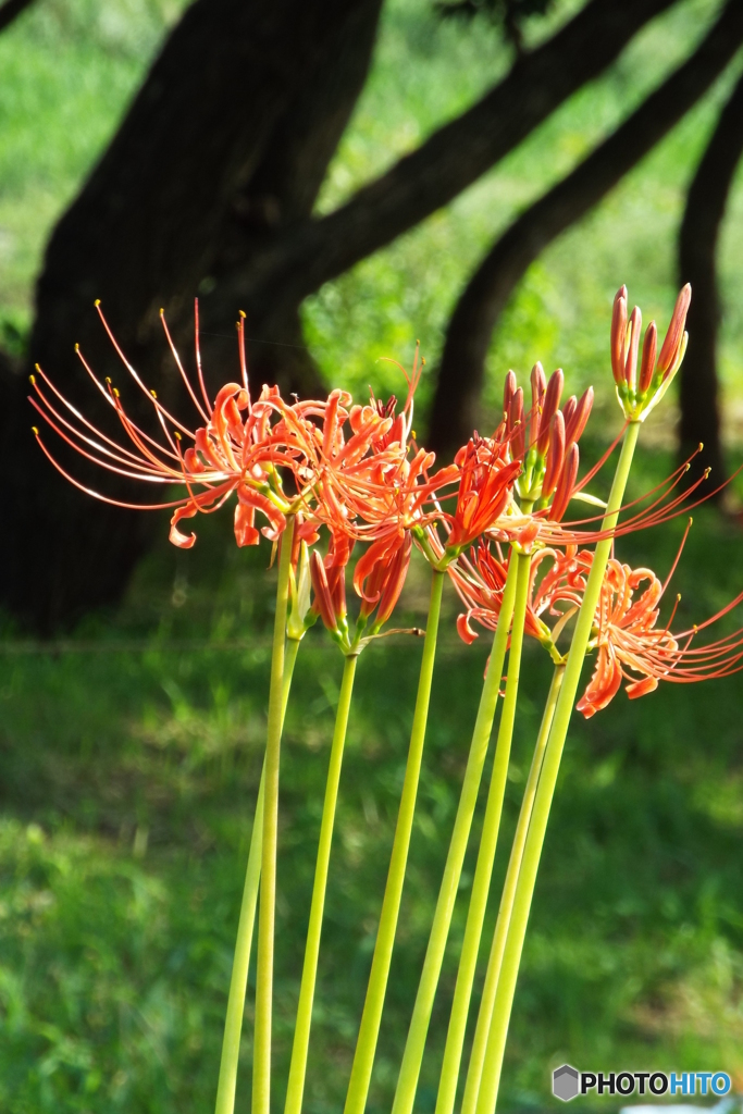 岸辺に咲く曼珠沙華19