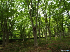智光山公園2