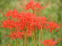 彼岸花9