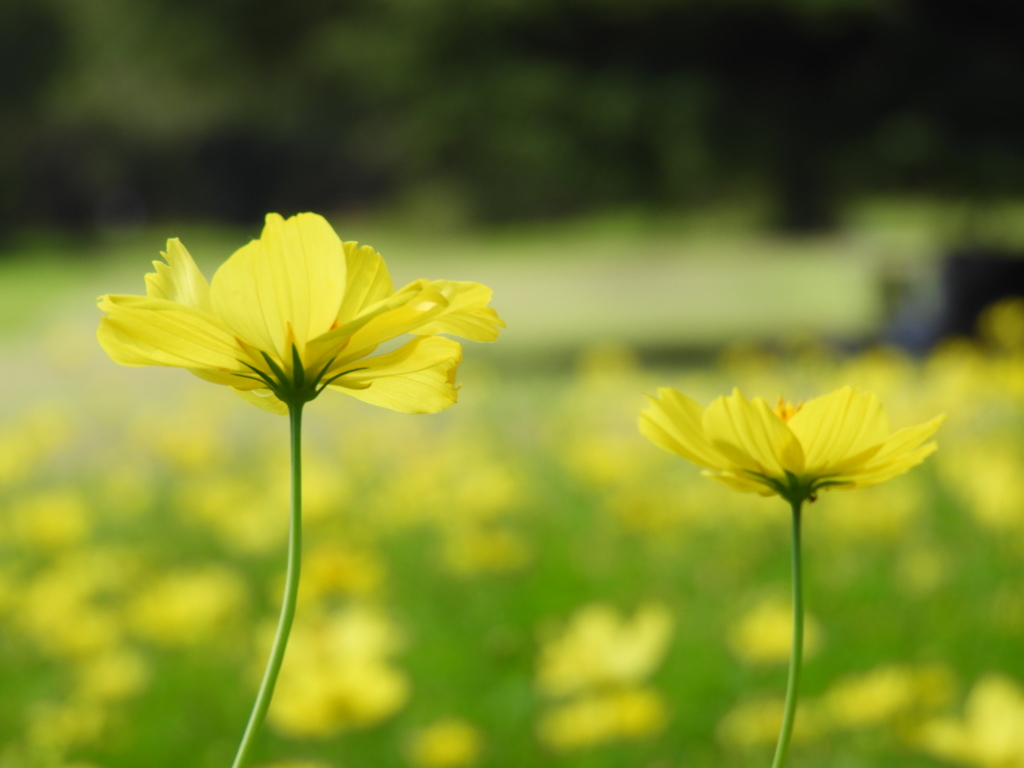 昭和記念公園・秋桜 5