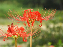 岸辺の曼珠沙華1