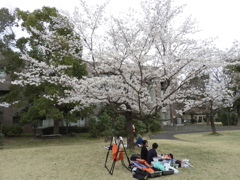お花見13