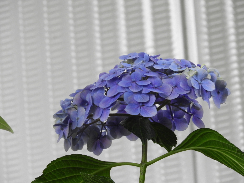 豊島園・紫陽花14