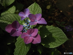 昭和記念公園・紫陽花9