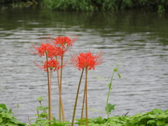曼珠沙華11