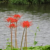 曼珠沙華11