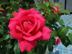 薔薇5