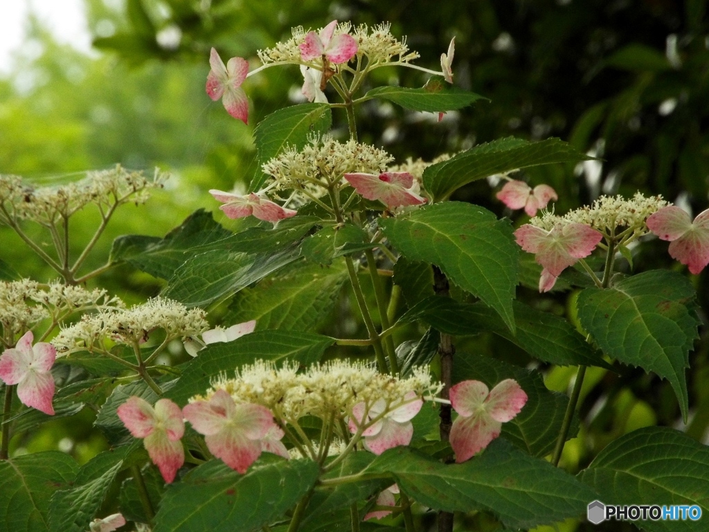昭和記念公園・紫陽花15