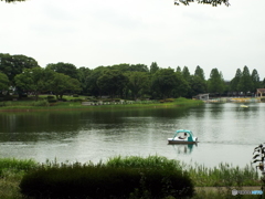 深緑の昭和記念公園7