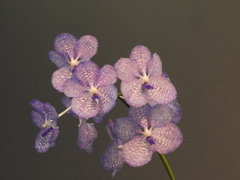 蘭12