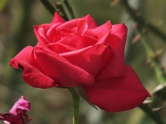 秋薔薇2