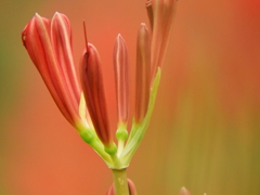曼珠沙華8