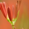 曼珠沙華8