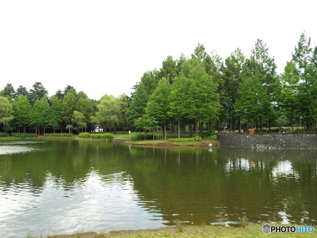 深緑の彩の森入間公園5