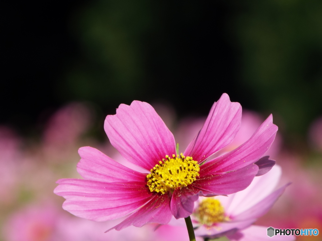 秋桜7