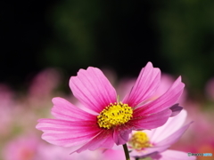 秋桜7