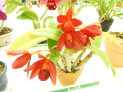 洋らん展4