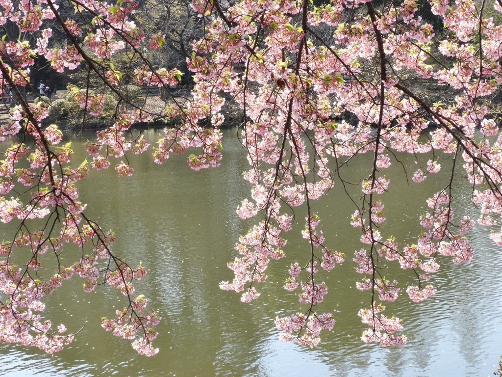 修善寺桜3