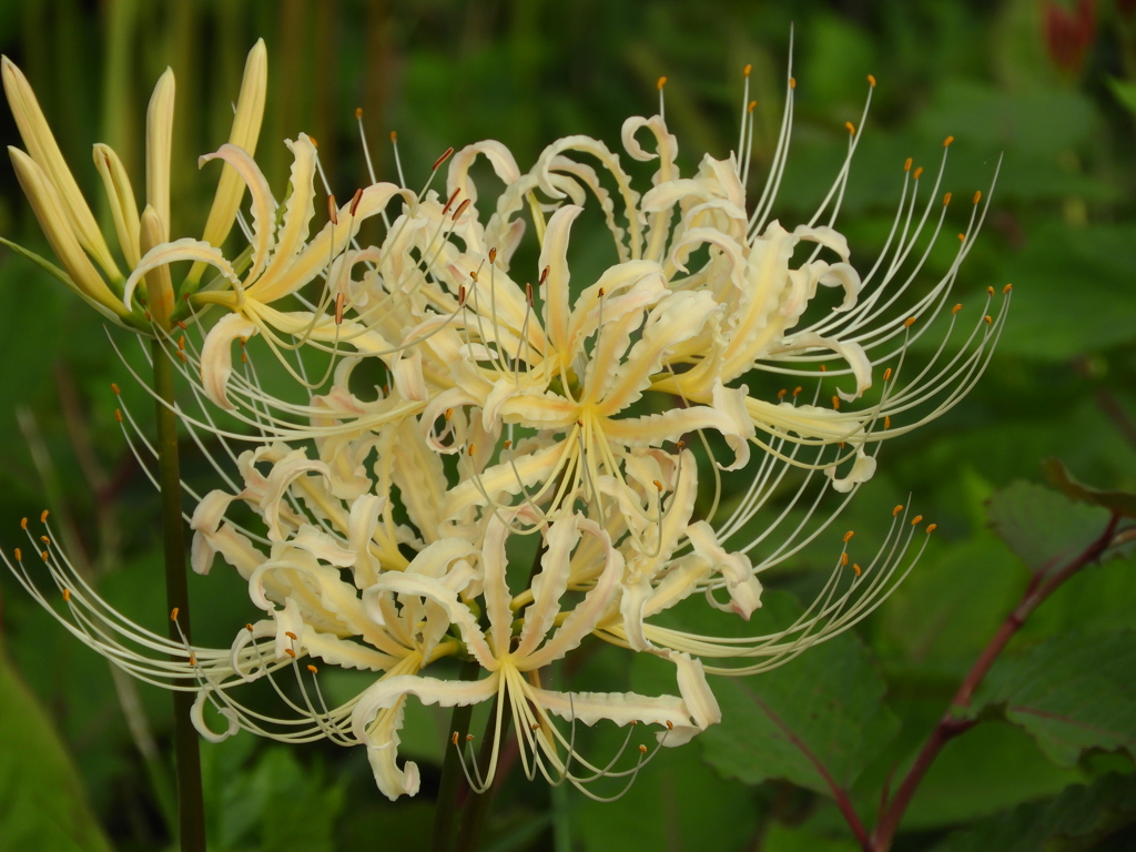 曼珠沙華2