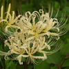 曼珠沙華2