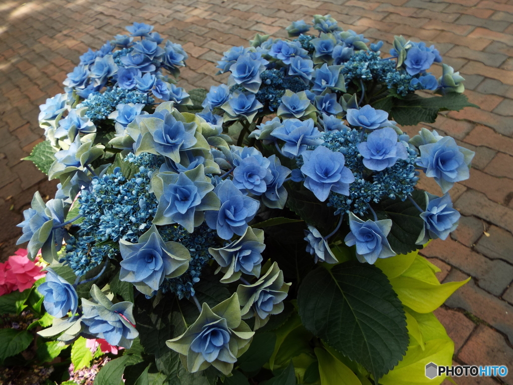 豊島園・紫陽花4