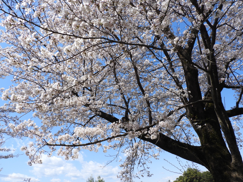 天岑寺桜5