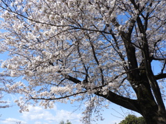 天岑寺桜5
