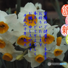 年賀16