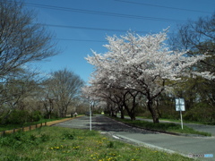 桜1