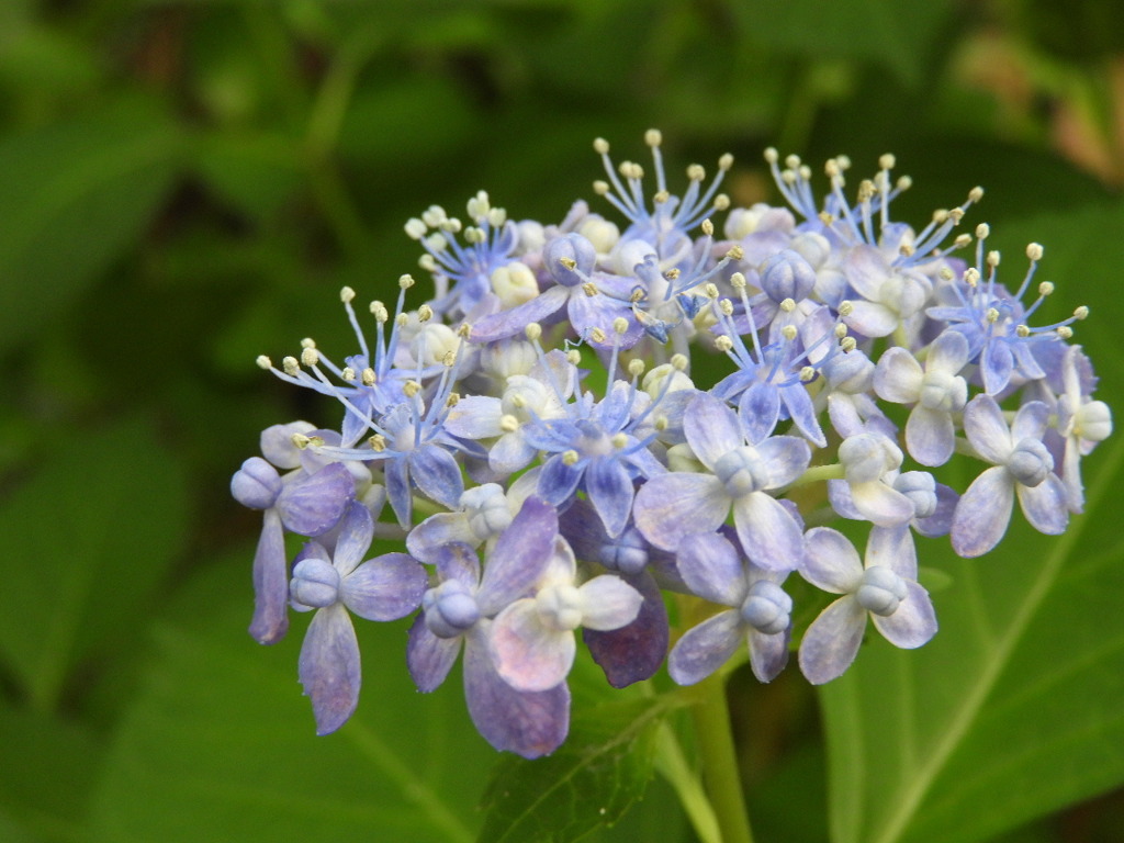 豊島園・紫陽花22