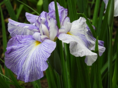智光山公園・花菖蒲1