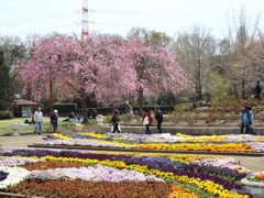 智光山公園1