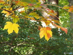 井の頭恩賜公園7